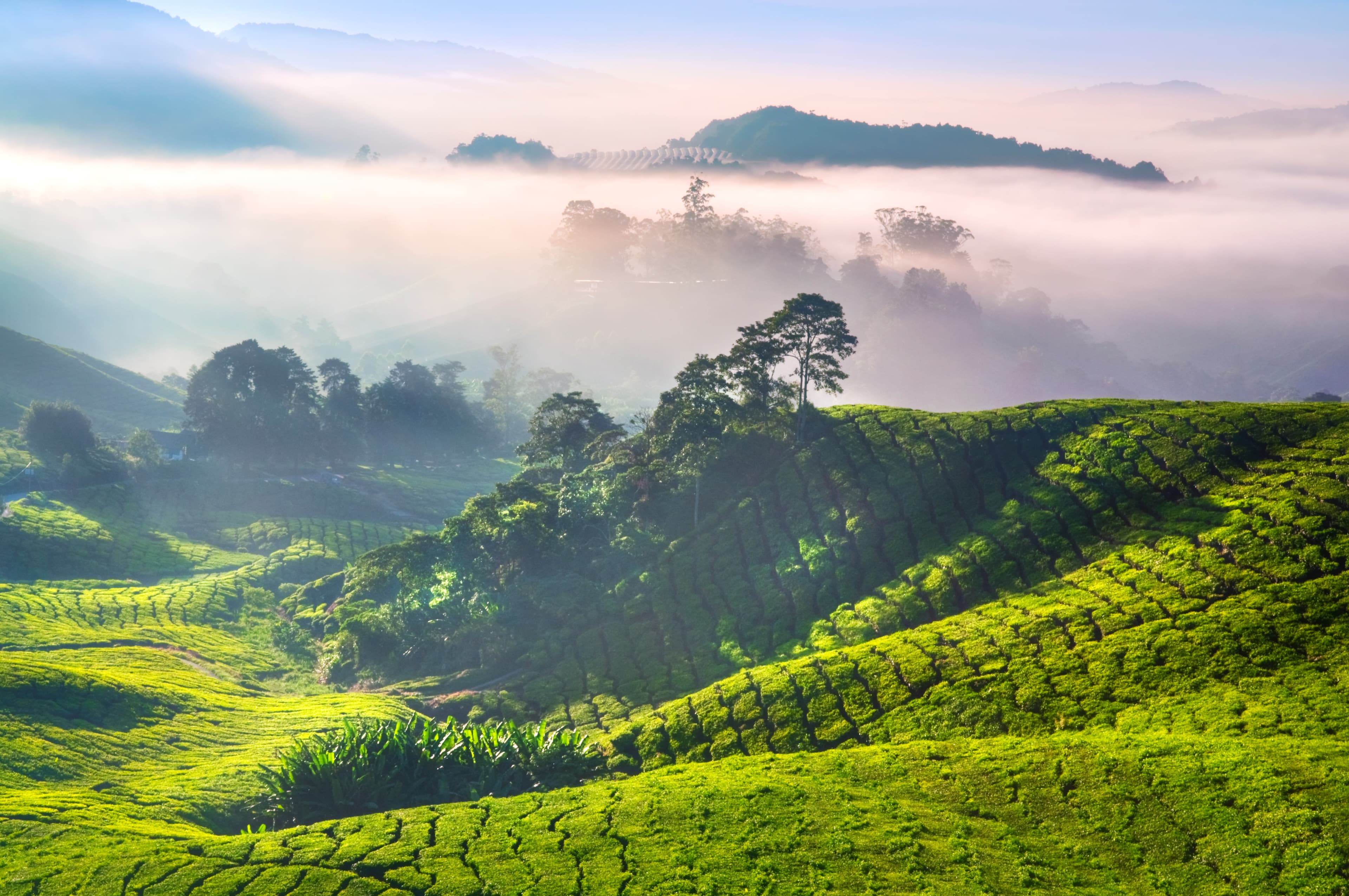 Coffee plantation hills in morning mist